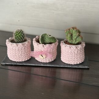 Bloempotjes met cactussen op leisteen